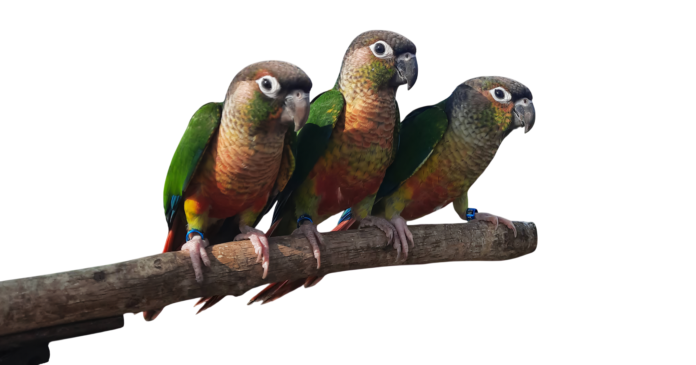 Koleksi Conure Jinak SandR Bird Camp